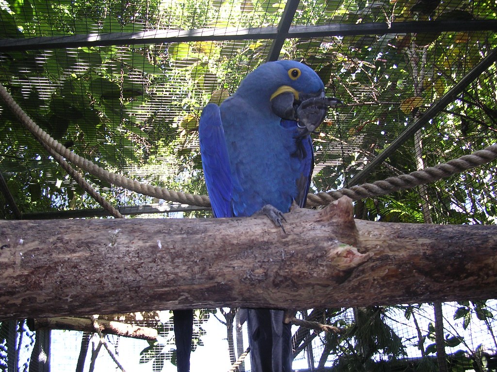 Ara Giacinto - Hyacinth Macaw